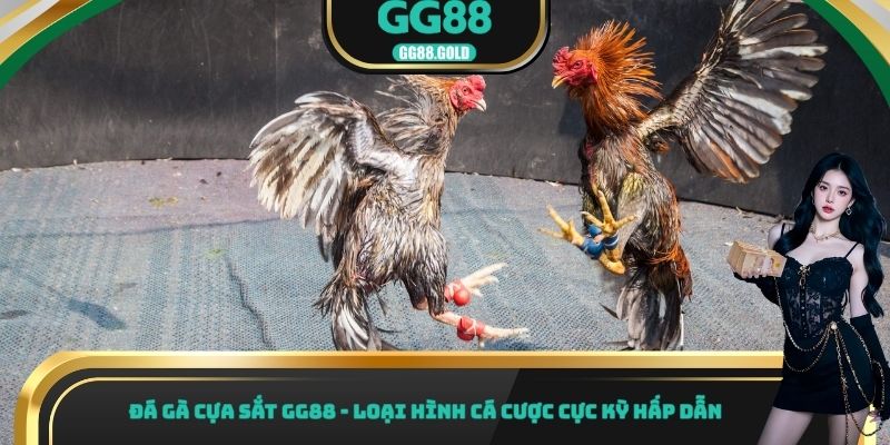 Đá gà cựa sắt