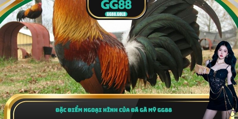 Đặc điểm ngoại hình của đá gà Mỹ GG88