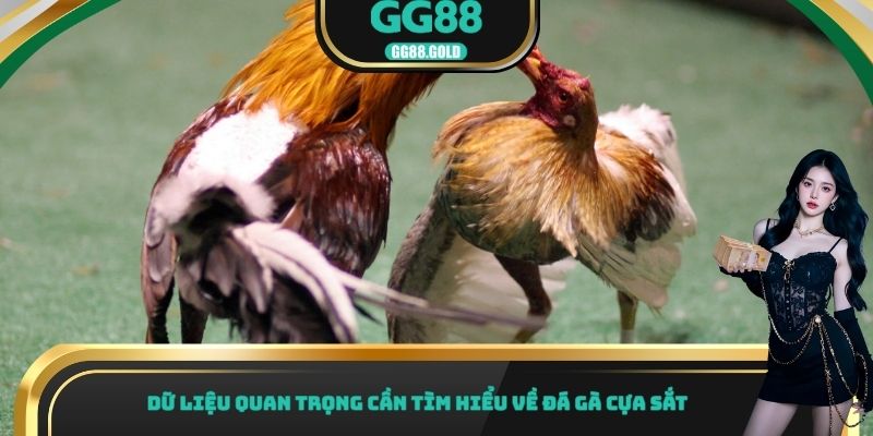 Dữ liệu quan trọng cần tìm hiểu về đá gà cựa sắt