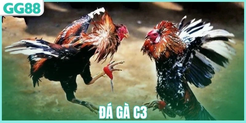 Đá gà c3